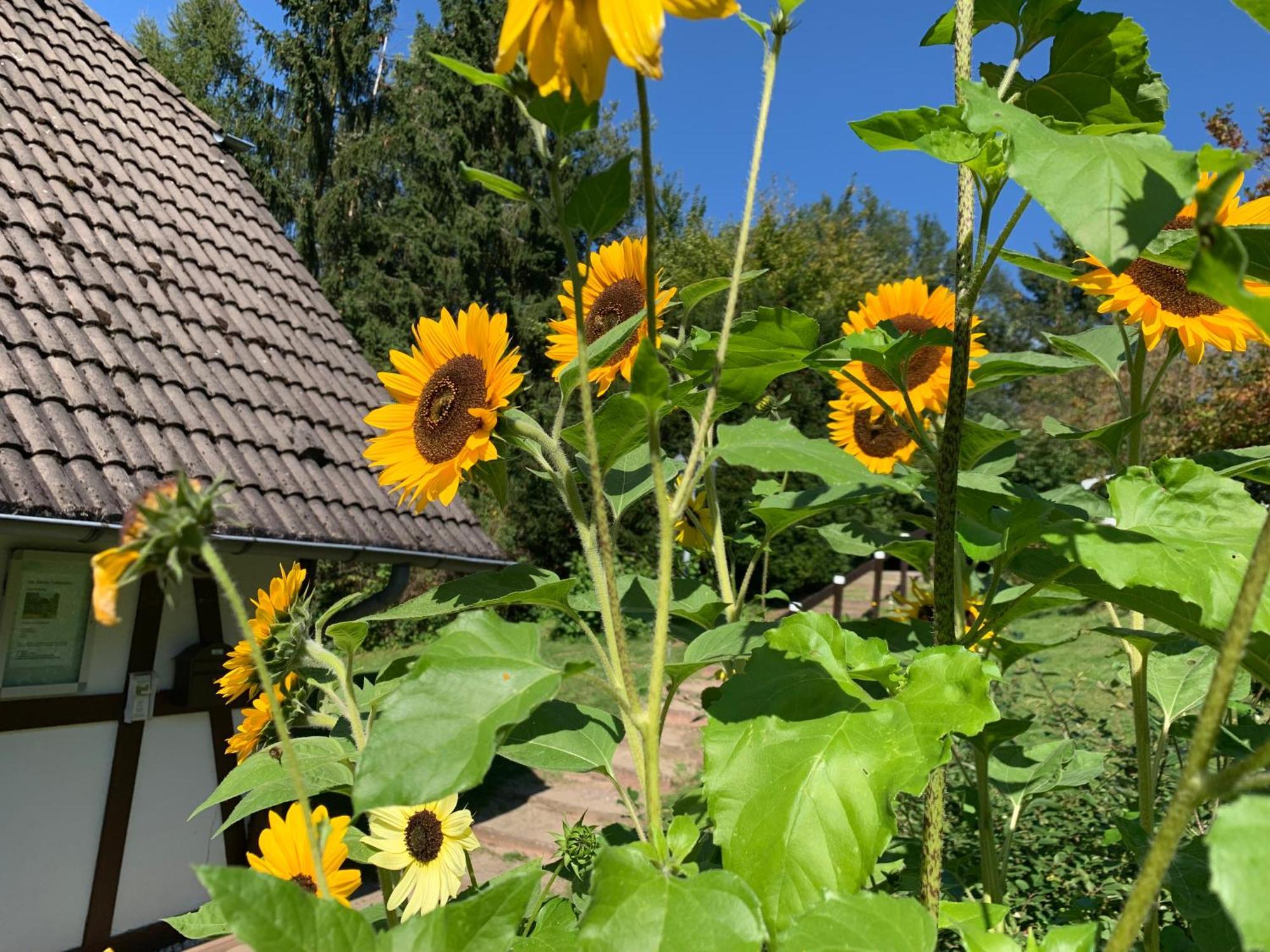 Die Kleine Ferienvilla Edersee Frankenau Exterior foto